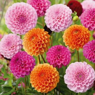 Going to the Ball Dahlia Mix Thumbnail